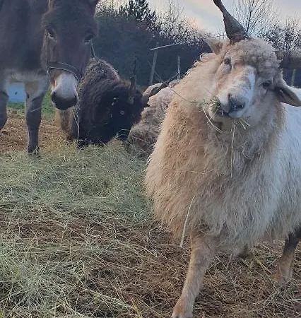Boldizsar Lovas Haz * Cserépfalu