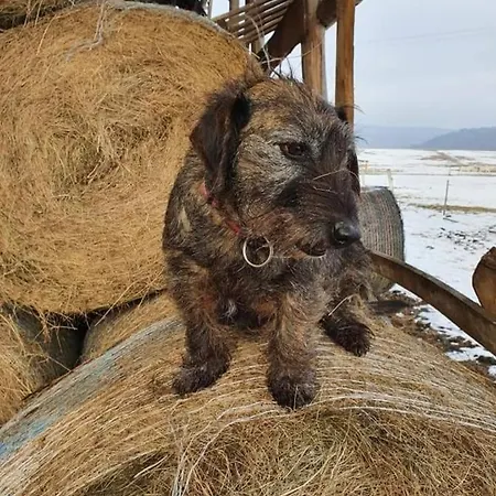 Boldizsar Lovas Haz Apartament Cserepfalu