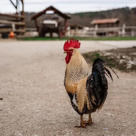 Boldizsar Lovas Haz Cserepfalu