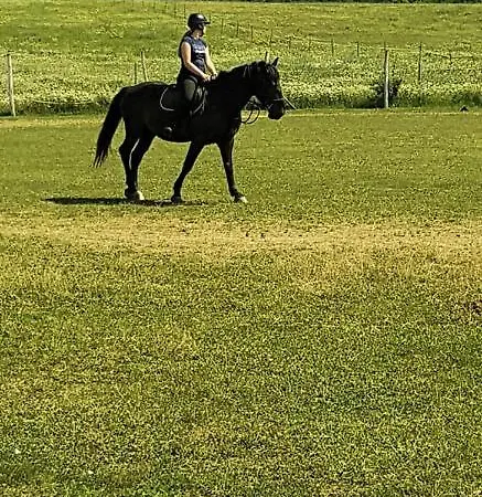 Boldizsar Lovas Haz * Cserepfalu