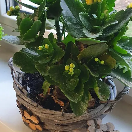 Boldizsar Lovas Haz Apartament Cserepfalu